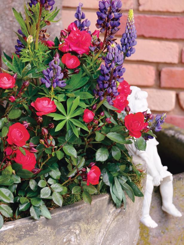 How to Grow Patio Roses in Containers HGTV